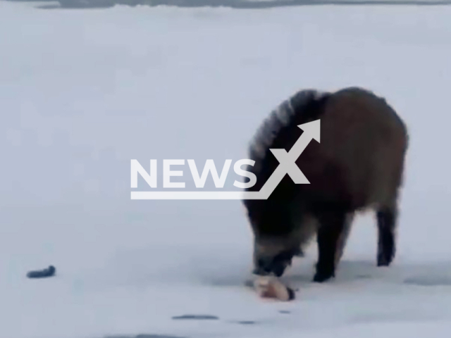 This image is a screen grab of the video supplied titled NewsX-BoarFishermen-01.mp4: Footage shows a sneaky, very fast boar stealing the catch from men fishing on the ice in Kazakhstan, on Sunday, Jan. 11, 2026. (Clipzilla)