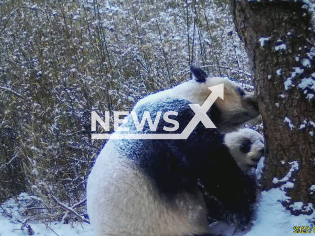 Giant panda cub being taught scent-marking skills from its mother on January 25, 2022 in Sichuan, China. Note: Picture is a screenshot from a video (Sichuan Wanglang National Nature Reserve/AsiaWire)