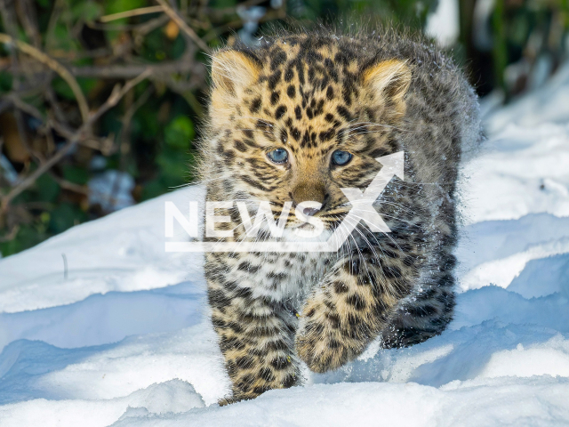 An Amur leopard cub has been born for the first time since 2018 at Schonbrunn Zoo in Vienna, Austria. Note: Licensed photo. (Daniel Zupanc/Newsflash)
