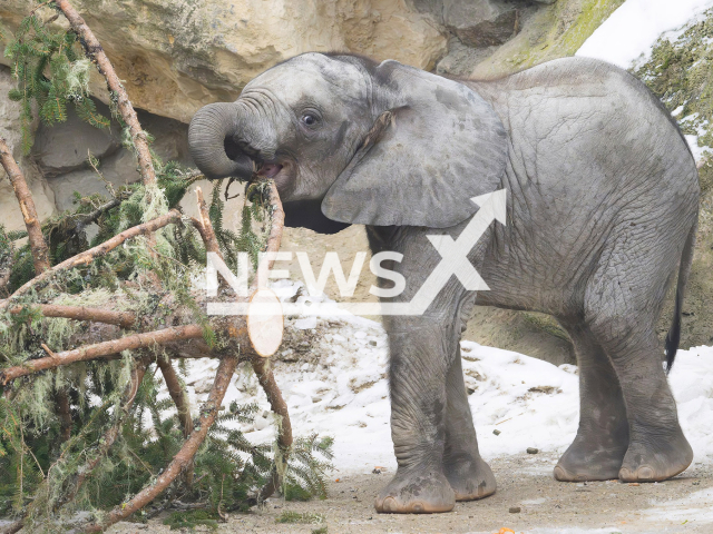 The traditional Christmas fir tree in front of Schonbrunn Palace has been moved to the zoo in Vienna, Austria, undated footage. The 160-year-old tree now serves the African elephants as an exciting activity and a natural nibbling treat. Note: Licensed photo. (Daniel Zupanc/Newsflash)