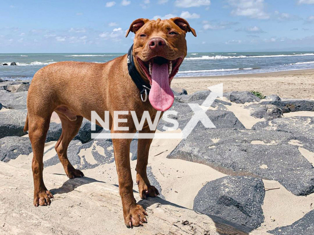 The pit-bull, named Jaguar, who is picking up a package delivery from the mail near Rome, Italy. Note: Permission obtained for this photo. (@jaguar.the.pitbull/Newsflash)