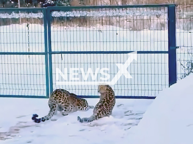 This image is a screen grab of the video supplied titled NewsX-TwoLeopards-01.mp4: Footage shows two rare leopards near private home in the village Yakonovka in the Ussuriysky Urban Okrug of Primorsky Krai, Russia on Monday, Jan. 12, 2026.(Clipzilla)