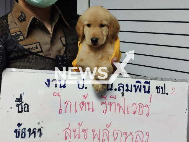 The small golden retriever found by the Police in Bangkok on 16th of May 2022, that was taken in Lumphini police station. Note: Police photo(Lumphini Police Station/Newsflash).