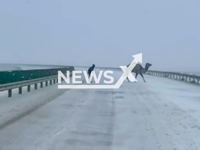 This image is a screen grab of the video supplied titled NewsX-PeruBikes-01.mp4: Footage show police officer chasing camel that was blocking Aktau-Zhanaozen highway in Kazakhstan on Monday, Jan. 26, 2026.(Clipzilla)