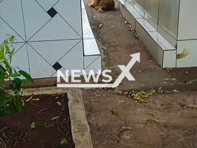 Picture shows Amora while she was waiting at the cemetery, undated. She was adopted in Aracatuba, Brazil. Note: Private photo . (@clube.amigo.animais/Newsflash)