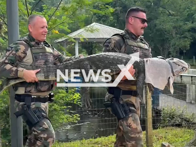This image is a screen grab of the video supplied titled NewsX-FootyRescue-01.mp4: Footage shows an alligator tangled in a soccer goal net being safely rescued by Environmental Military Police and released into a protected area in Florianopolis, Brazil on Monday, Jan. 19, 2026.(Clipzilla)