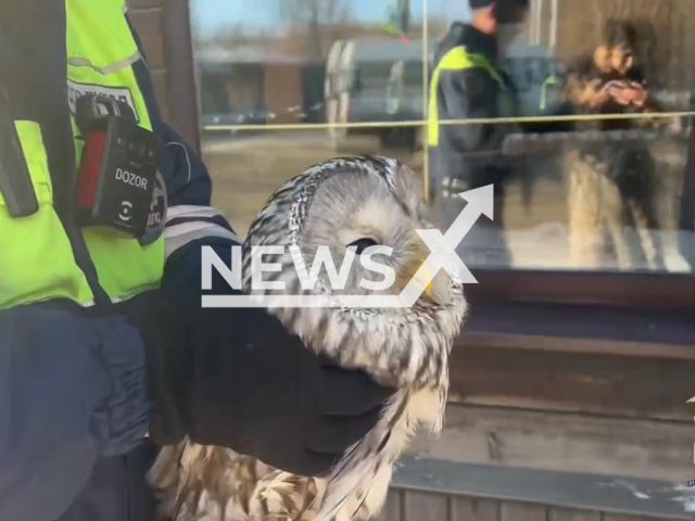 This image is a screen grab of the video supplied titled NewsX-InjuredOwl-01.mp4: Footage shows police officers rescuing an injured owl on a highway near Angarsk, Irkutsk region, Russia on Thursday, Jan. 29, 2026.(Clipzilla)
