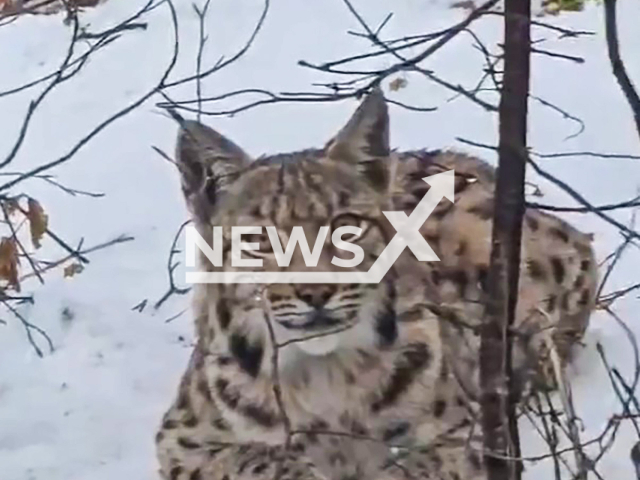 This image is a screen grab of the video supplied titled NewsX-TruckLedies-01.mp4: Footage shows lynx wandering in the forest near Vrbovsko, Croatia on Wednesday, Jan. 28, 2026.(Clipzilla)