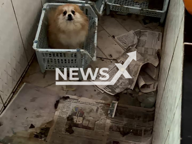 Picture shows the dogs that were found, undated. The animals were in a house used as a clandestine breeding facility in Piraquara, Brazil. Note: Police photo. (PCPR/Newsflash)
