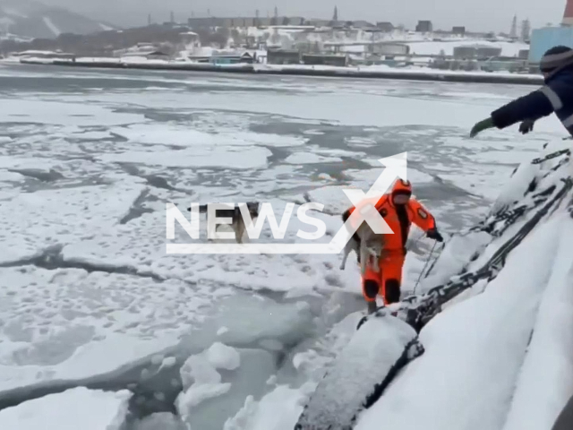 This image is a screen grab of the video supplied titled NewsX-RescuedDogs-01.mp4: Footage shows rescuers saving two dogs stranded on ice floes in Kamchatka, Russia on Monday, Feb. 2, 2026.(Clipzilla)