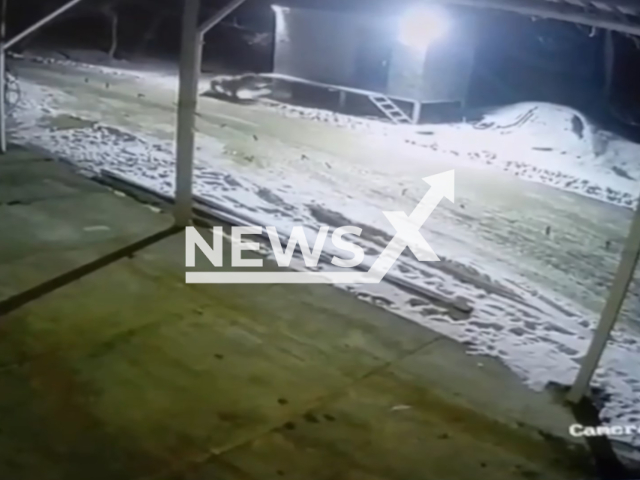 This image is a screen grab of the video supplied titled NewsX-TigerDogPrimorye-01.mp4: CCTV shows tiger chasing the dog near a store in the coastal village of Barabash, Primorsky Krai, Russia on Thursday, Jan. 29, 2026.(Clipzilla)