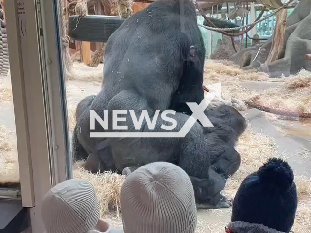 Gorillas mate in front of children at Antwerp Zoo, Belgium, undated. The video was shared on Instagram on Feb. 2, 2026. Note: Photo is a screenshot from a video. (@saravermassen/Newsflash)
