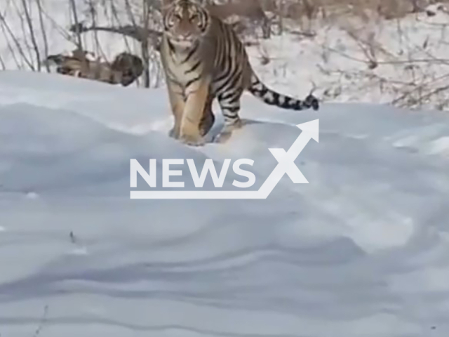 This image is a screen grab of the video supplied titled NewsX-RecapturedTiger-01.mp4: Footage shows tiger wondering around the village Lenino, Primorsky Krai, Russia on Tuesday, Jan. 27, 2026.(Clipzilla)