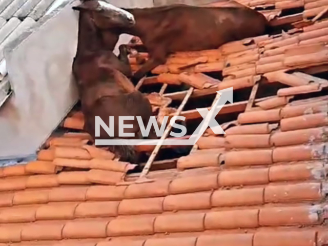 This image is a screen grab of the video supplied titled NewsX-HorsesRoof-01.mp4: Footage shows two horses stuck on roof of house in Nepomuceno, Minas Gerais, Brazil on Monday, Feb. 2, 2026.(Clipzilla)