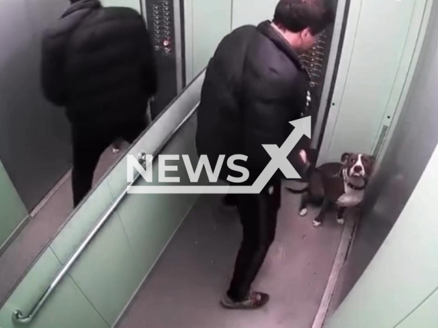 This image is a screen grab of the video supplied titled NewsX-ElevatorDog-01.mp4: CCTV shows a dog owner violently kicking and hitting his dog inside an apartment building elevator after the animal relieved itself in Krasnodar, Russia on Sunday, Feb. 1, 2026.(Clipzilla)