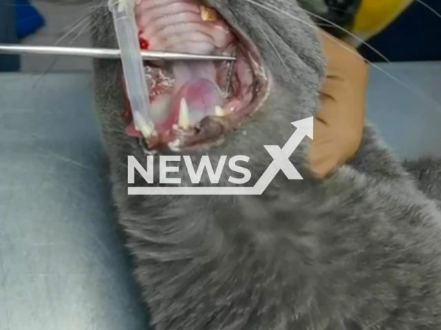 This image is a screen grab of the video supplied titled NewsX-SewingNeedle-01.mp4: Footage shows specialists removing a sewing needle over 10 cm long from a cat's mouth in Donskoy Veterinary Clinic in Moscow, Russia on Wednesday, Feb. 4, 2026.(Clipzilla)