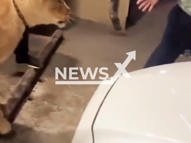 A lion attacks a man who tried to play with it in Makhachkala, Russia, undated. The authorities are investigating. Note: Photo is a screenshot from the video (Newsflash)