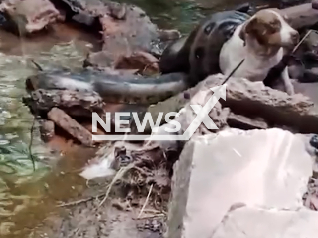 Footage shows dog an anaconda snake wrapped itself around a dog during an attack in the urban area of ​​the Bela Vista neighborhood, in Urania, Brazil on Thursday, Feb. 5, 2026. Note: Photo is a screenshot from a video. (CEN)