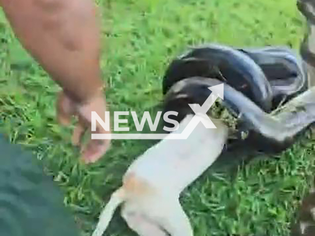 Army soldiers rescue a dog attacked by a three-meter-long anaconda in Itaituba, Brazil, undated. The animal recovered from the attack. Note: Photo is a screenshot from a video. (Newsflash)
