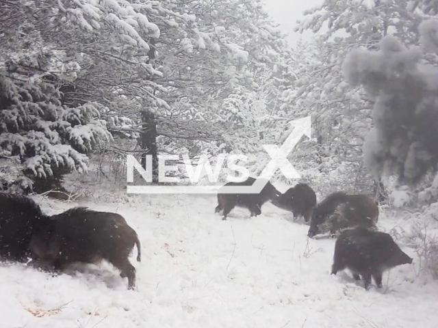 This image is a screen grab of the video supplied titled NewsX-Winter joy-01.mp4: Footage shows playful wild boars running and teasing each other on the snowy slopes of Paklenica National Park, Croatia, undated. The National Park released the footage on Monday, Feb. 9, 2026.(@NPPaklenica/Clipzilla)
