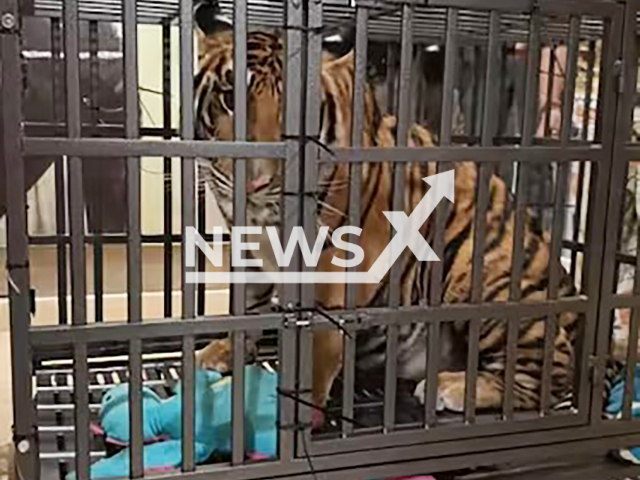 The Mexican Navy (Semar) and the Attorney General's Office (FGR) seized a tiger in Puerto Vallarta on Sunday, February 8, 2026. Note: Private photo. (Newsflash)