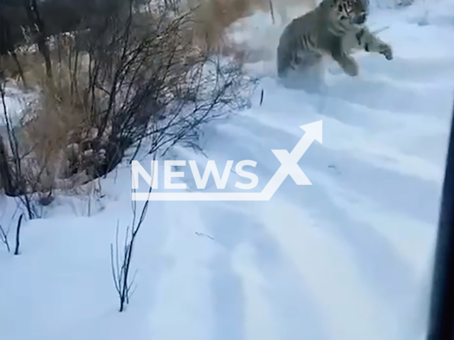 Footage shows tigress being returned to the wild in Khabarovsk Krai, Russia on Friday, Feb. 6, 2026. Note: Photo is a screenshot from the video (Clipzilla)