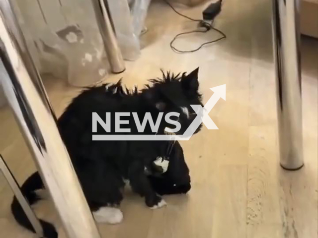 This image is a screen grab of the video supplied titled NewsX-WashingCat-01.mp4: Footage shows rescuers opening a washing machine to free a cat with the female knickers around its neck after its owner accidentally started a wash cycle with the animal inside in Moscow, Russia on Thursday, Feb. 12, 2026.(Clipzilla)