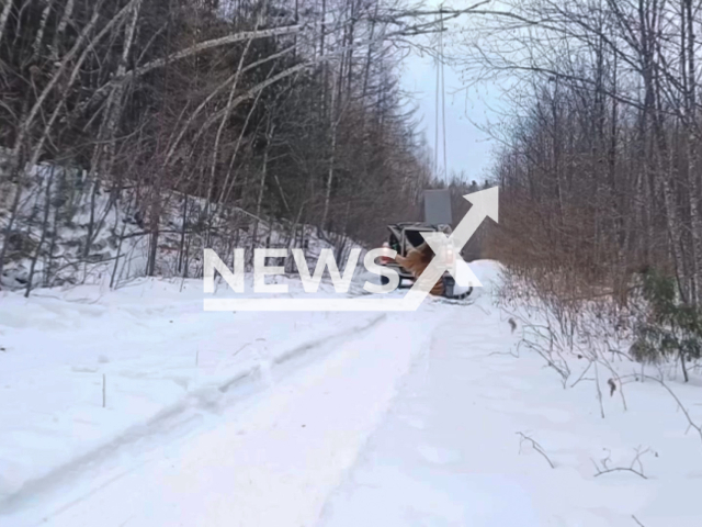 This image is a screen grab of the video supplied titled NewsX-PokrovskKrasnopol-01.mp4: Footage shows a tiger leaping from a vehicle, growling fiercely before disappearing into the forest in Russia’s Khabarovsk Krai on February 12, 2026.(Clipzilla)