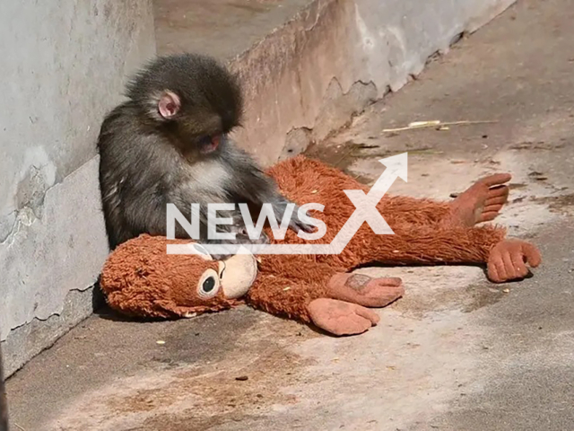 Picture shows the monkey that was abandoned by its mother at the Ichikawa City Zoo in Japan. It was raised by zookepers. Note: Private photo. (Newsflash)