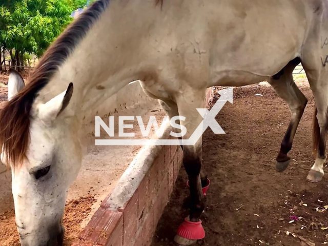 Picture shows the horse Betano that traveled approximately 20 km to return to its former owner in Maranguape, Brazil, undated. Note: Private photo. (Joao Bergson/Newsflash)