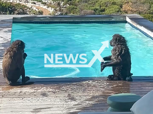 Video shows baboons taking a dip in a swimming pool at a holiday home in Bettys Bay, Western Cape in South Africa. The video was shared on social media on Jan. 31, 2026. Note: Photo is a screenshot from a video. (Kalliste Bettys Bay/Newsflash)