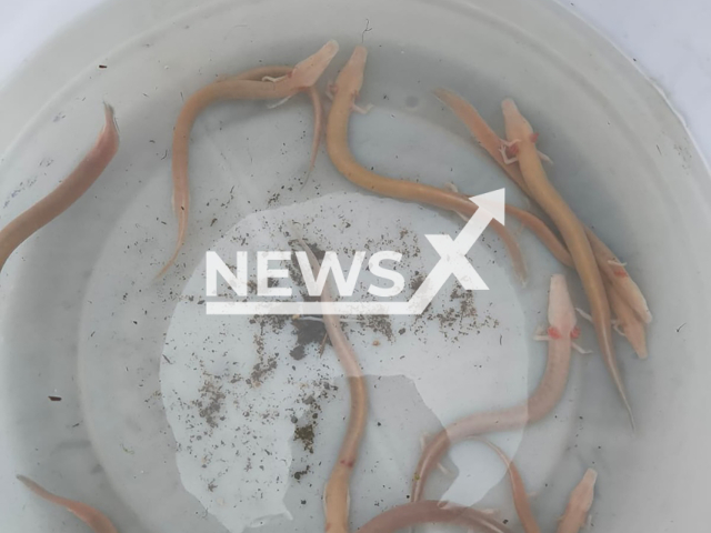 Picture shows the rescued anthropoid fish, undated. They were rescued and taken to Zagreb Zoo, Croatia. Note: Permission obtained. (Javna ustanova More i krs/Newsflash)