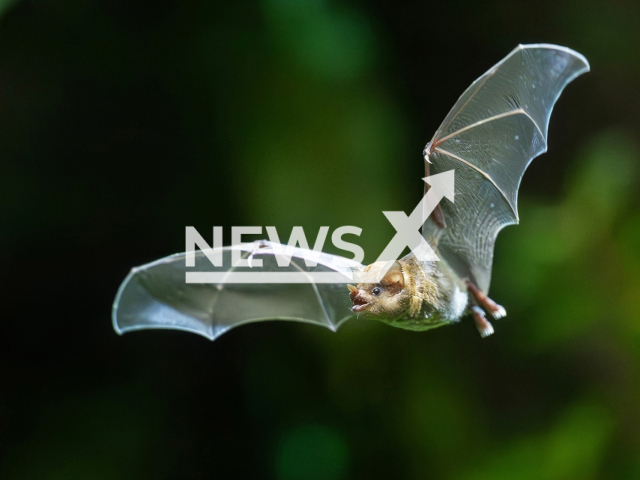 Picture shows the zoo's bat, undated. Zoo is building a gigantic bat enclosure in Vienna, Austria. Note: Licensed photo. (Daniel Zupanc/Newsflash)