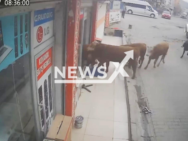 This image is a screen grab of the video supplied titled NewsX-StoreCows-01.mp4: Footage shows several escaped cows wandering into an appliance store, briefly inspecting the showroom before calmly walking back out in Batman, Turkey on Tuesday, Feb. 17, 2026.(Clipzilla)