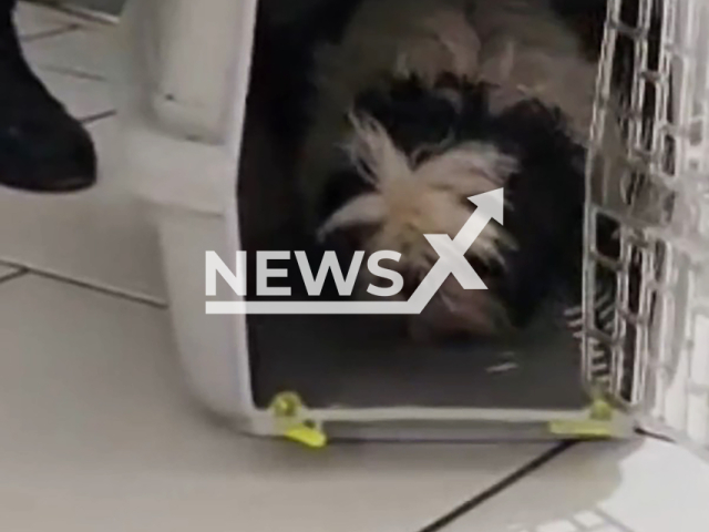 Dog recognizes owner at police station after two months in Balneario Pinhal, Brazil, Feb. 25, 2026. Note: Photo is a screenshot from the video (Newsflash)