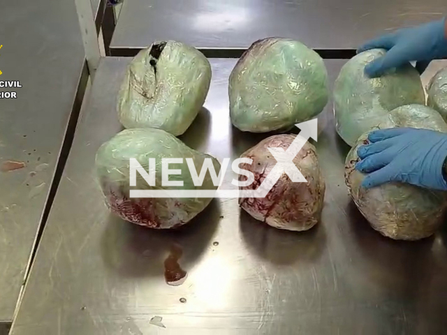 Civil Guard officers seize 15 dead specimens of a pangolin subspecies at Suarez Madrid-Barajas Airport, Spain, on 16 February 2026. They were discovered inside a suitcase from a flight from Ethiopia. Note: Licensed photo. (Spanish Civil Guard/Newsflash)