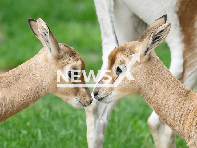 The two adorable dama gazelle offspring that were born in the Tiergarten Schonbrunn Zoo in Austria's capital Vienna in April. Note: This photo is from a press release. (Daniel Zupanc/Newsflash)