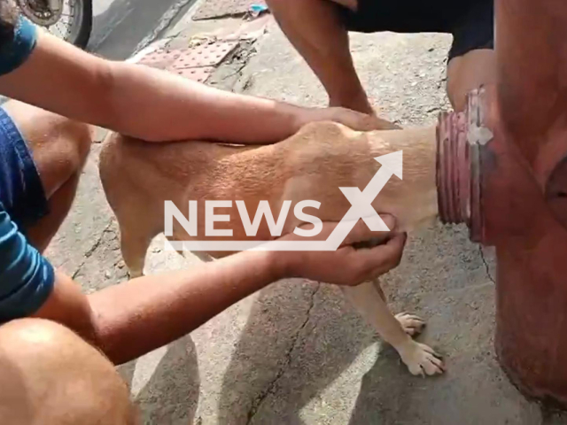 This image is a screen grab of the video supplied titled NewsX-DogHurent-01.mp4: Footage shows firefighters rescuing a dog whose head became stuck in the opening of a fire hydrant, leaving the animal unable to free itself in Cariacica, Espirito Santo, Brazil on Saturday, Feb. 28, 2026.(Clipzilla)