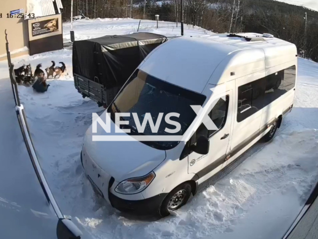 This image is a screen grab of the video supplied titled NewsX-DogAttackNeryungri-01.mp4: CCTV footage shows a woman desperately trying to fend off a pack of stray dogs on a street before narrowly escaping by crawling under a parked vehicle as nearby men rush in to drive the animals away in Neryungri, Sakha Republic, Russia on Wednesday, Feb. 25, 2026.(Clipzilla)