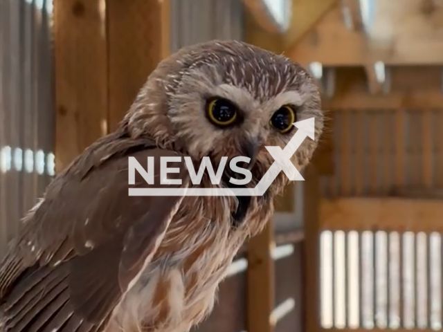 Footage shows a Northern Saw-whet owl being released back into the wild in , after recovering from a wing injury during months of rehabilitation Crestone , Colorado, United States on Monday, Feb. 9, 2026.(@CoParksWildlife/Clipzilla)