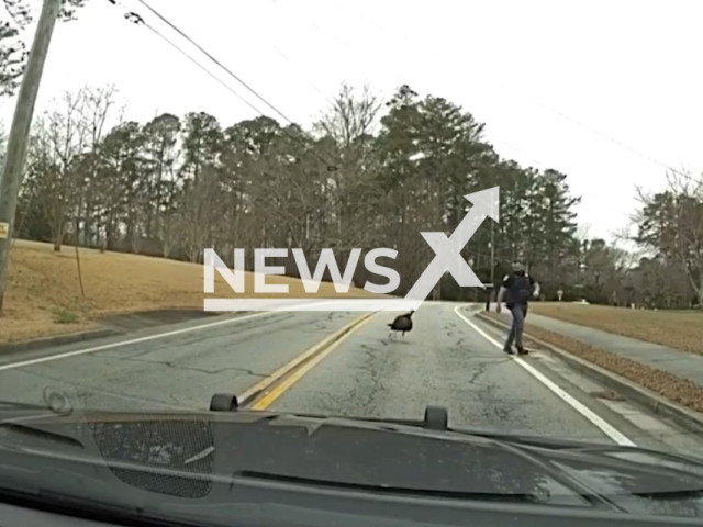 Bodycam footage shows Cobb County police officers laughing as they try to clear an aggressive turkey named “Henry” that was blocking traffic on Milford Church Road in Georgia, United States on Tuesday, Mar. 3, 2026.(@CobbCountyPoliceDepartment/Clipzilla)