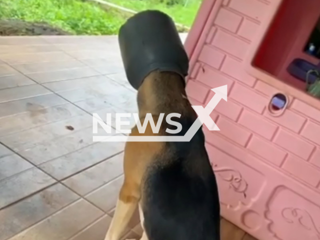 This image is a screen grab of the video supplied titled NewsX-DogHeadStuck-01.mp4: Footage shows a dog that needed to be rescued by the Fire Department after getting its head stuck inside a plastic milk jug in Turmalina, Brazil on Friday, Mar. 6, 2026.(Clipzilla)