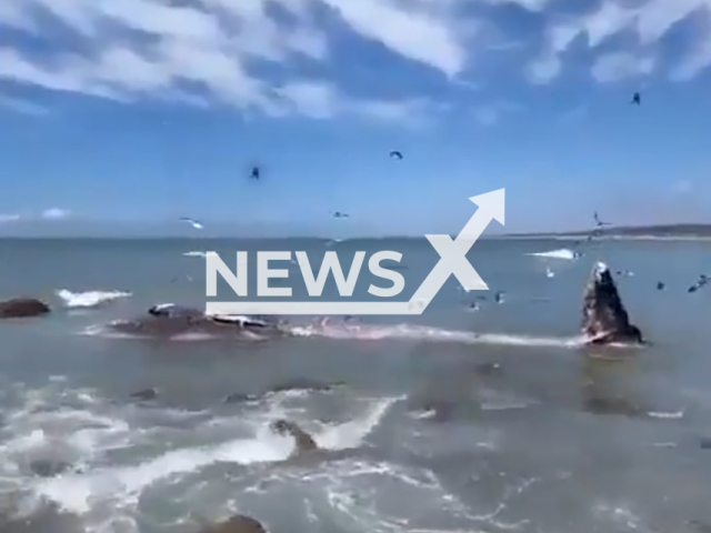 Whale dies after stranding in San Ignacio, Sinaloa in Mexico, undated. Local fishermen spotted the specimen struggling against the strong waves that were hitting it against the coastal rocks. Note: Photo is a screenshot from the video (Newsflash)