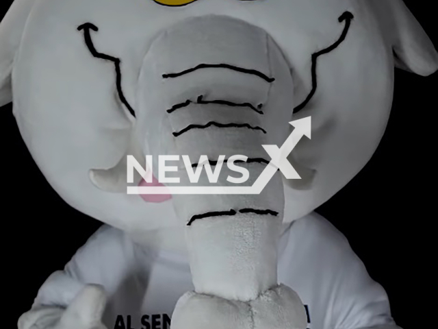 Picture shows the 'White Elephant' who will be a congressman in Colombia. Note: Image is a screenshot from video. (@elefantescol/Newsflash)