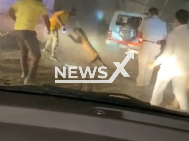 Leopard attacks cop during a rescue mission in Haryana, Panipat on the 8th of May 2022. Note: Photo is a screenshot from the video (PANIPAT_POLICE/Clipzilla)