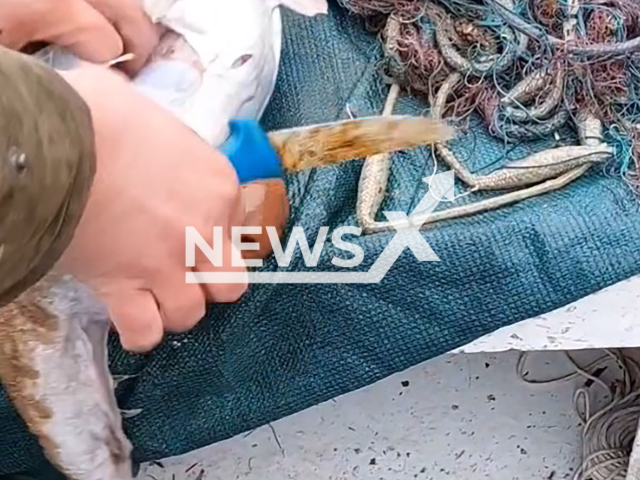 Fisherman removes entire plastic bottle from monkfish's stomach at Prapratno bay in Croatia. The video was shared on social media on March 4, 2026. Note: Photo is a screenshot from the video (Djani Matic/Newsflash)