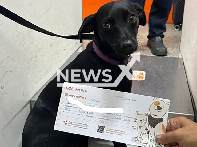 Picture shows Kim before escaping from a transport crate and invading the runway at Congonhas Airport in Brazil, March 11, 2026. Note: Private photo taken from social media. (@gabisalless/Newsflash)