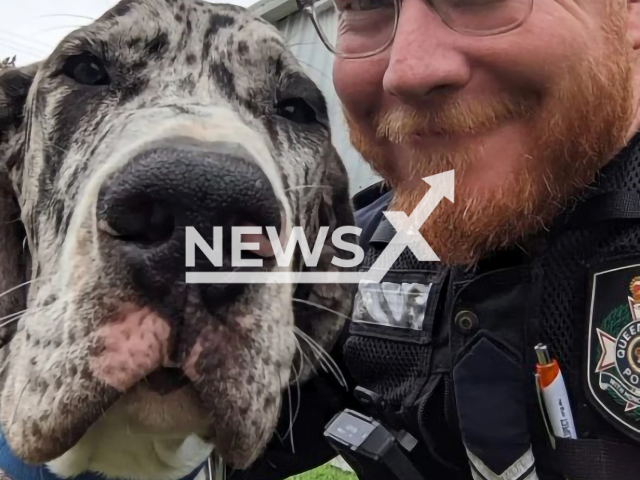 One of Queensland brave police officers with one of the dogs rescued from floodwaters at Morwincha in May 2022.
Note: Police photo(Queensland Police Service/Clipzilla).