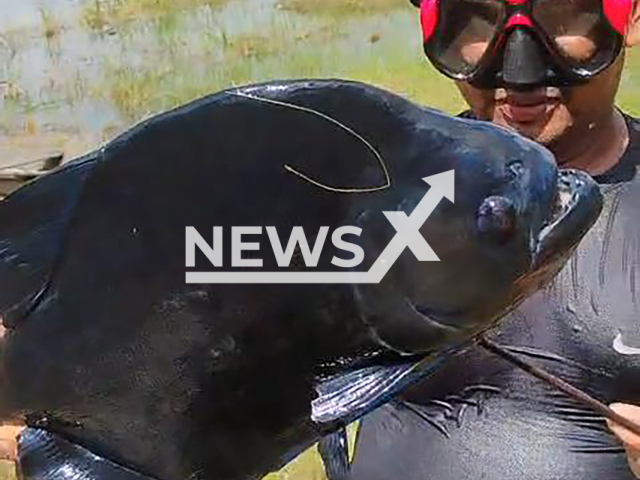 Fisherman catches 'giant' black piranha in a lake in Manacapuru, Amazonas, Brazil, March 15, 2026. The fish was removed near the bathing area while dozens of bathers were swimming.  Note: Photo is a screenshot from a video. (Newsflash)