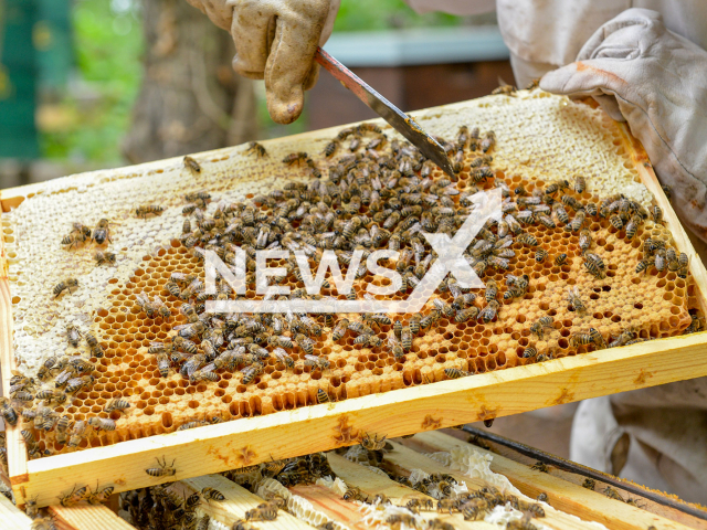 A picture showing honeycomb from a beehive by the Martin Luther University Halle located in the German town of Wittenberg. Note: This photo is from a press release. (Uni Halle, Markus Scholz/Newsflash)